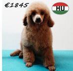 Slimme en charmante Dwergpoedels pups te koop, Dieren en Toebehoren, Poedel, 15 weken tot 1 jaar, Handelaar, Buitenland