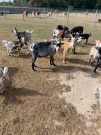 Geiten, Dieren en Toebehoren, Schapen, Geiten en Varkens, Meerdere dieren, Geit, 0 tot 2 jaar