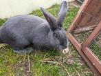 Blauw van Ham ter dekking, Dieren en Toebehoren, Konijnen, Middelgroot
