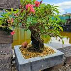 Bonsai azalea, Tuin en Terras, Planten | Bomen, Ophalen