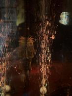 Mini pleco te koop of ruilen, Dieren en Toebehoren, Vis, Zoetwatervis