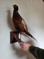 Taxidermie: Fazant, Ophalen