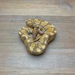 Python Regius - Ultramel Het-Pied, Dieren en Toebehoren, Reptielen en Amfibieën