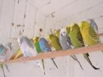engelse grasparkieten, Dieren en Toebehoren, Vogels | Parkieten en Papegaaien, Parkiet, Geringd