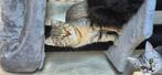 Tamme Britse korthair kater, Dieren en Toebehoren, Katten en Kittens | Raskatten | Korthaar, Kater, 0 tot 2 jaar