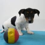 Jack Russell pups te koop (belgisch), Dieren en Toebehoren, België, Jack Russell Terriër, Handelaar, CDV (hondenziekte)