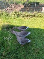 3 jonge ganzen, Dieren en Toebehoren, Pluimvee, Geslacht onbekend