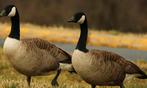 Canadese ganzen, Meerdere dieren, Gans of Zwaan