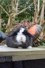 Siamese sable split cashmere minilop rammetje te koop!, Dieren en Toebehoren, Konijnen, Mannelijk, Dwerg, Hangoor, 0 tot 2 jaar