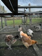 Zijdehoen, Dieren en Toebehoren, Pluimvee, Meerdere dieren, Kip