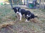 Border collie pups, Animaux & Accessoires, Chiens | Bergers & Bouviers, 8 à 15 semaines, Colley, Plusieurs, Éleveur | Loisir