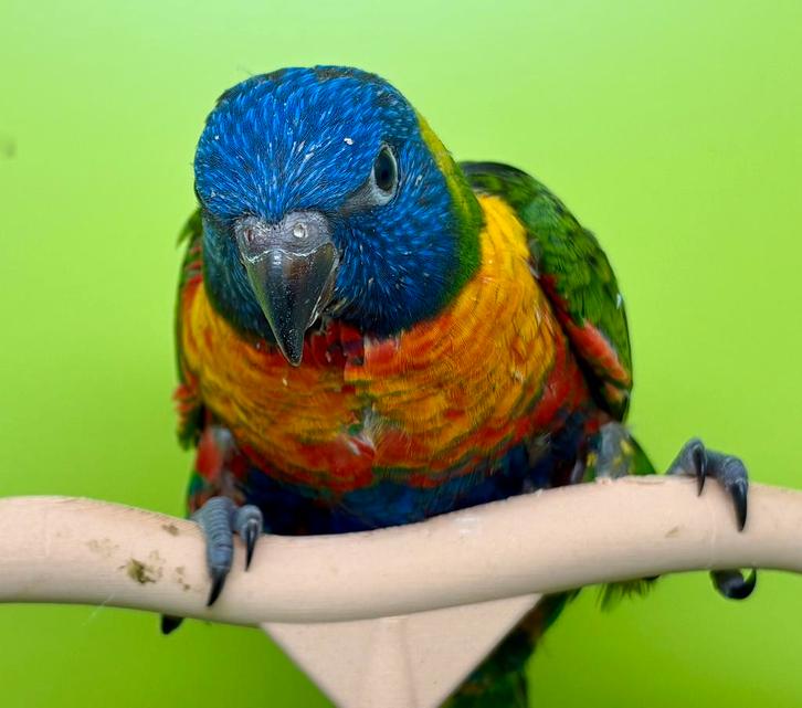 Jonge EAM/goed getemde lorikeets., Dieren en Toebehoren, Vogels | Parkieten en Papegaaien, Papegaai, Meerdere dieren, Tam, Geringd