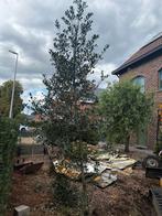 Hulstboom, Ophalen