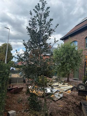 Hulstboom beschikbaar voor biedingen