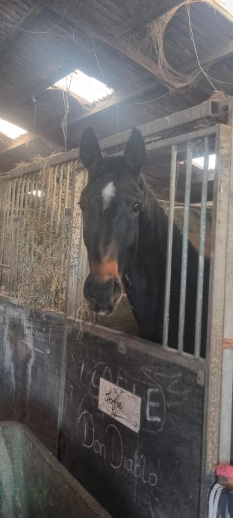 3 jarige ruin, Dieren en Toebehoren, Paarden, Ruin, Onbeleerd, 165 tot 170 cm, 3 tot 6 jaar, Dressuurpaard, Met stamboom, Gechipt