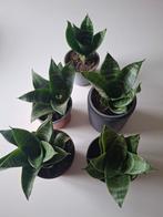 Sanseveria, Enlèvement