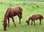 Weide voor 2 paarden en 1 oude chetlander ., Weidegang, 2 of 3 paarden of pony's