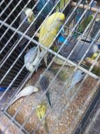 Grasparkieten, Dieren en Toebehoren, Vogels | Parkieten en Papegaaien, Meerdere dieren, Parkiet