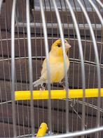 TRÈS BEAUX CANARIS DE COULEUR SIFFLANTE, avec ou sans cage, Animaux & Accessoires, Plusieurs animaux, Canari chanteur