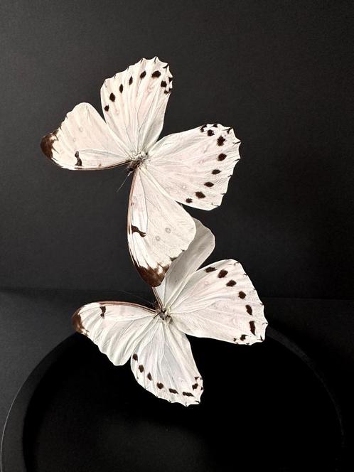 Splendide Envol de 2 Grands Papillons Exotiques Morpho Luna, Collections, Collections Animaux, Neuf, Animal empaillé, Insecte
