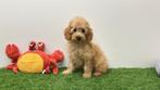 Dwergpoedel pups, Poedel, België, 8 tot 15 weken, CDV (hondenziekte)