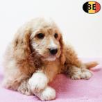 Cockapoo pups in de kleur abrikoos (Belgisch), Dieren en Toebehoren, Honden | Chihuahua's en Gezelschapshonden, België, CDV (hondenziekte)