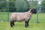 suffolk schapen, Schaap, Mannelijk, 0 tot 2 jaar