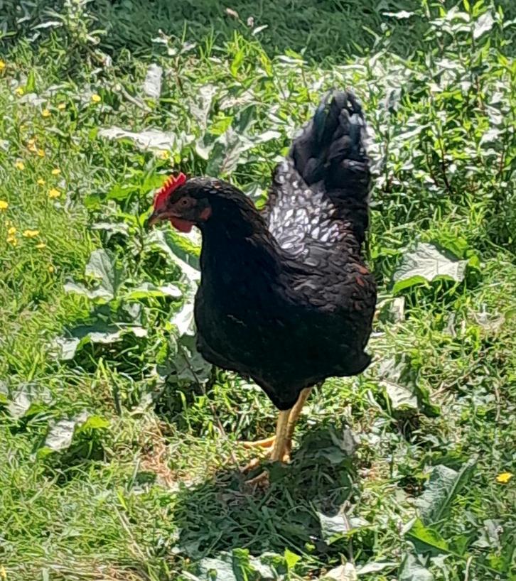 Barnevelder hanen, Animaux & Accessoires, Volatiles, Poule ou poulet, Mâle