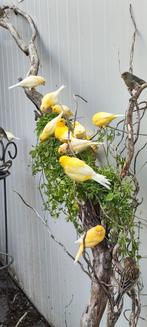 Kanarie, Dieren en Toebehoren, Vogels | Kanaries