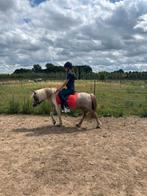 Prachtige en grote shetlander ruin vos roan bont 105 cm, Dieren en Toebehoren, Merrie