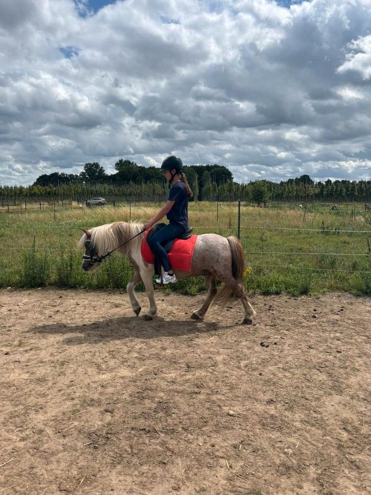 Prachtige en grote shetlander ruin vos roan bont 105 cm, Dieren en Toebehoren, Pony's, Merrie