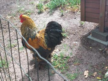 Goudpatrijs brahma haan, Mâle, Poule ou poulet