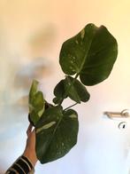 Monstera thai constellation 1, Huis en Inrichting, Kamerplanten, Overige soorten, Minder dan 100 cm, Groene kamerplant, Halfschaduw
