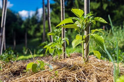 mulch laag voor tuin met hooi, Tuin en Terras, Aarde en Mest, Ophalen