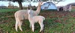 alpaca merrie met cria, Femelle