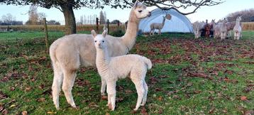 alpaca merrie met cria disponible aux enchères