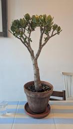 Uitzonderlijke Crassula Ovata, Tuin en Terras, Ophalen