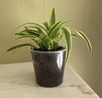Plante Chlorophytum (plante araignée) 2 euros, Huis en Inrichting, Kamerplanten, Ophalen, Overige soorten, Halfschaduw, Minder dan 100 cm