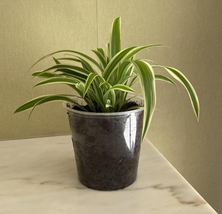 Plante Chlorophytum (plante araignée) 2 euros, Huis en Inrichting, Kamerplanten, Overige soorten, Minder dan 100 cm, Bloeiende kamerplant