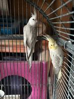 5 valkparkieten, Dieren en Toebehoren, Vogels | Parkieten en Papegaaien, Meerdere dieren, Parkiet, Pratend