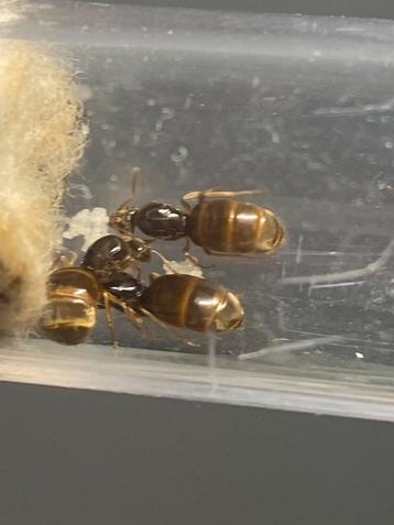 Lasius flavus + grand couvain. beschikbaar voor biedingen
