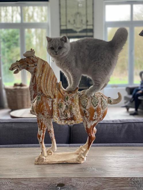 Britse korthaar kweekpoes, Dieren en Toebehoren, Katten en Kittens | Raskatten | Korthaar, Poes, 0 tot 2 jaar, Met stamboom, Gechipt