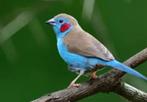 Gezocht : 1 of 2 mannetjes roodwang blauwfazantjes, Oiseau tropical, Mâle