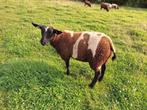 Baggerbonte, een lammetje en een lammetje, Meerdere dieren, Schaap, 0 tot 2 jaar