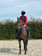 recreatie- of wandelpaard/weidemaatje, Dieren en Toebehoren, Paarden, Niet van toepassing, 160 tot 165 cm, 11 jaar of ouder, Recreatiepaard
