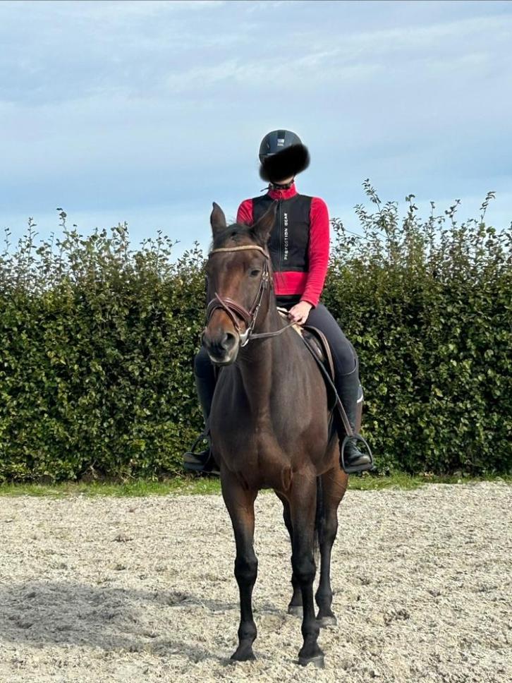 recreatie- of wandelpaard/weidemaatje, Dieren en Toebehoren, Paarden, Merrie, Niet van toepassing, 160 tot 165 cm, 11 jaar of ouder