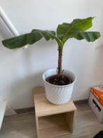 Bananenplant in mooie bloempot, Huis en Inrichting, Ophalen