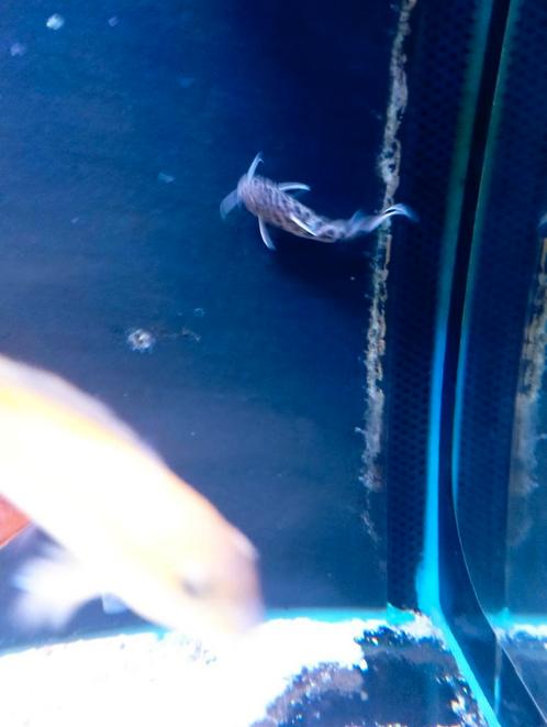 Synodontis Tanganyika poisson chat, Dieren en Toebehoren, Vissen | Aquariumvissen, Vis