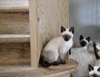 Prachtige traditionele (Thai) siamese kittens met stamboom, Meerdere dieren, Gechipt, 0 tot 2 jaar