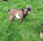 jonge bokje - dwerggeitje, Dieren en Toebehoren, Schapen, Geiten en Varkens, Mannelijk, Geit, 0 tot 2 jaar